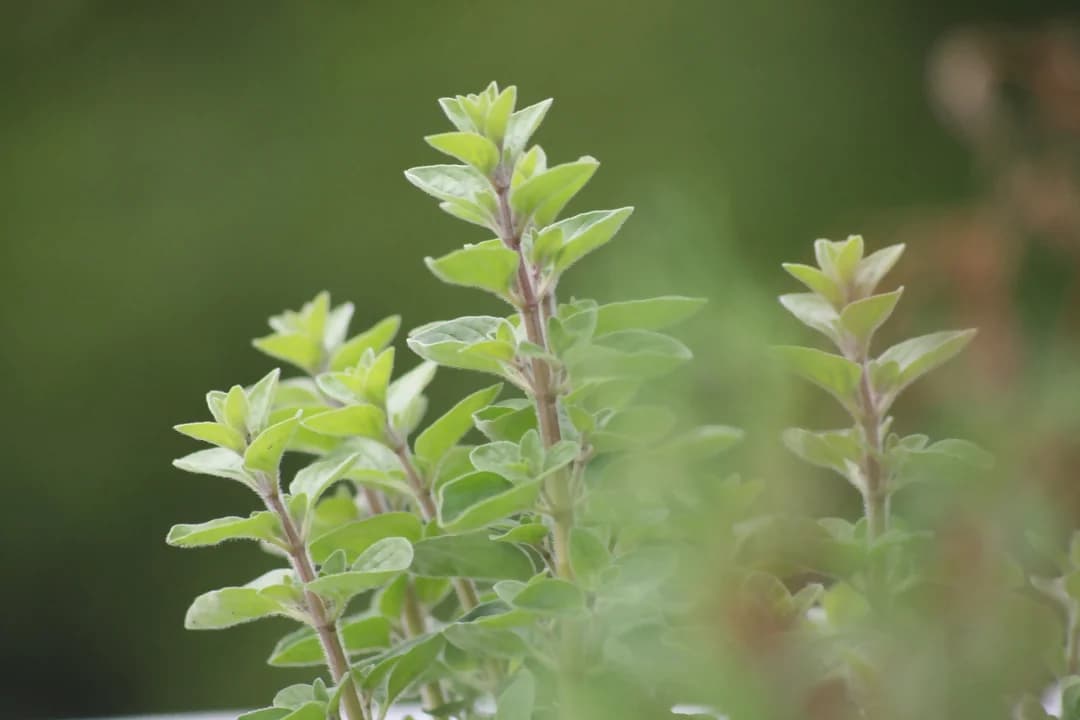 Oregano Menu