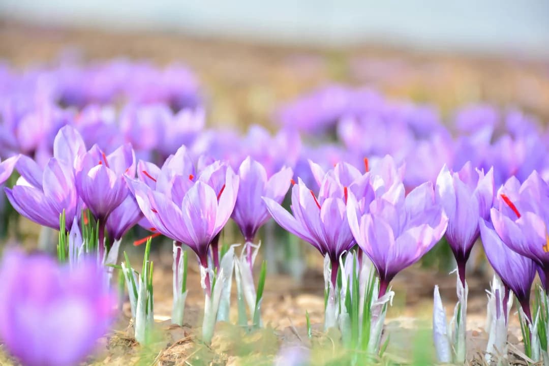 Menú Safrà